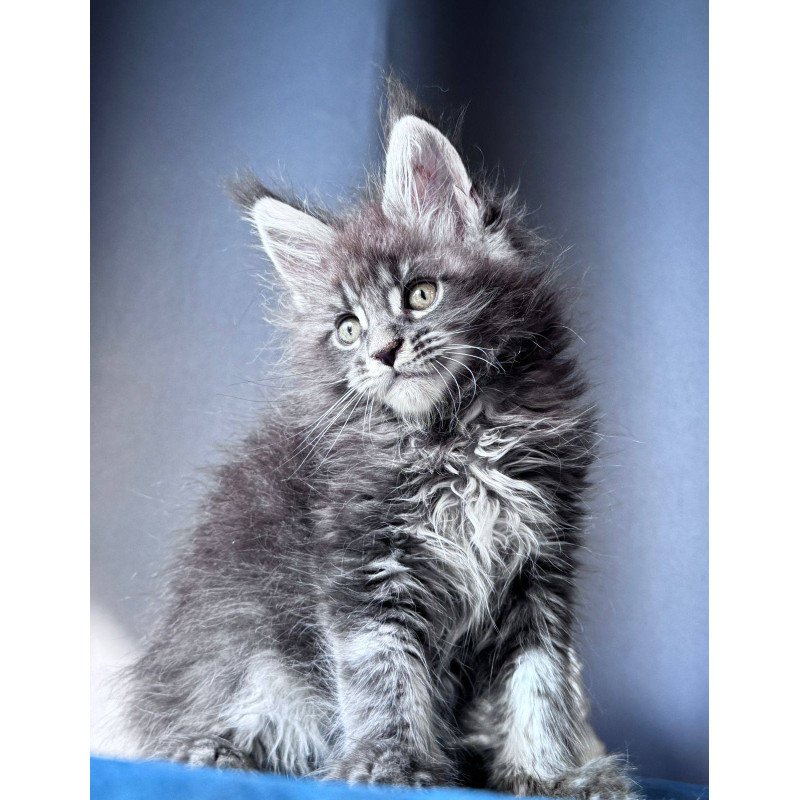 Maine Coon NOV Engine