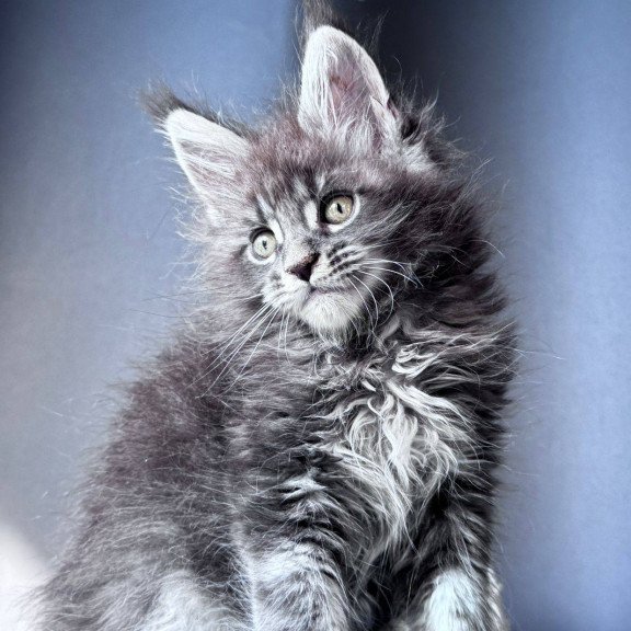 Maine Coon NOV Engine