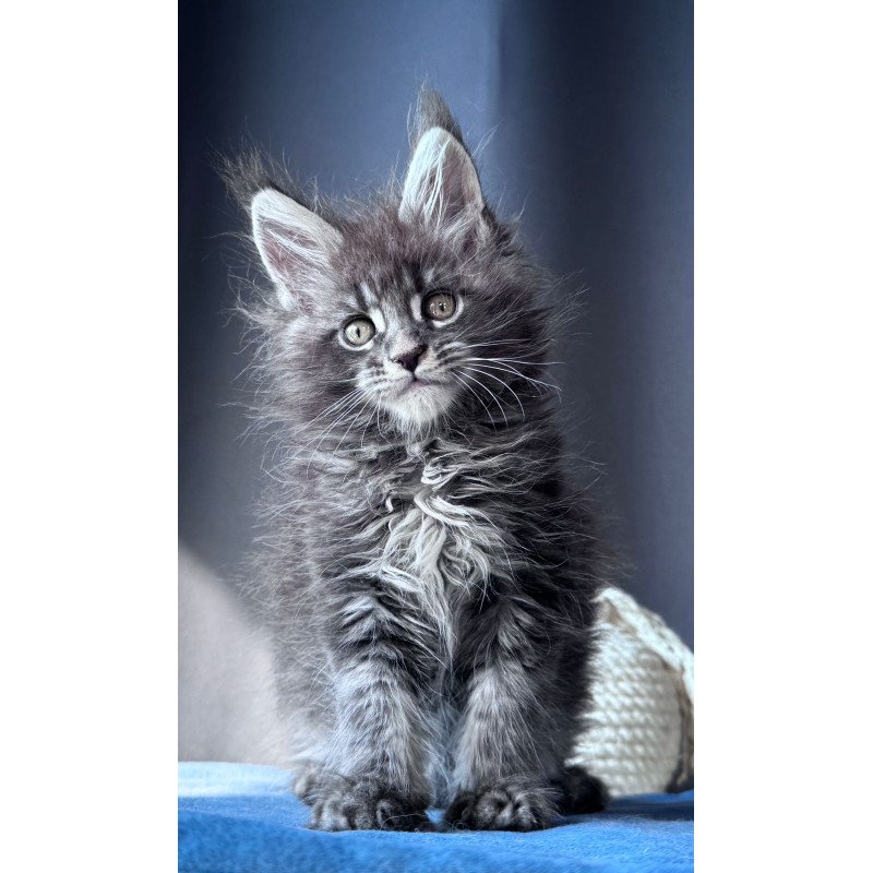 Maine Coon NOV Engine