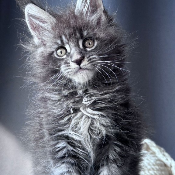 Maine Coon NOV Engine