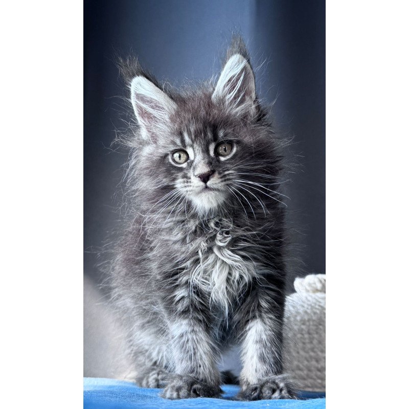 Maine Coon NOV Engine