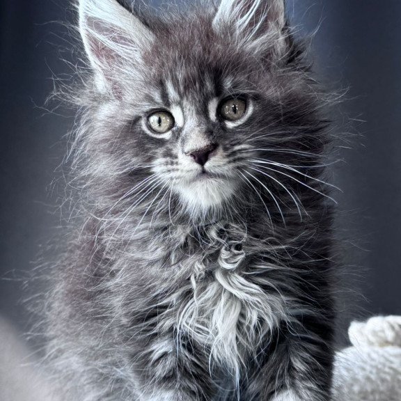Maine Coon NOV Engine