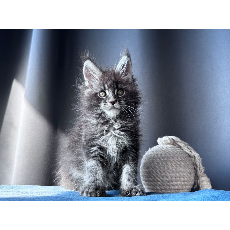 Maine Coon NOV Engine