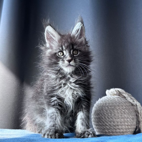 Maine Coon NOV Engine