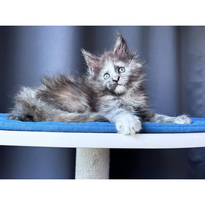 Maine Coon NOV Vanilla Sky