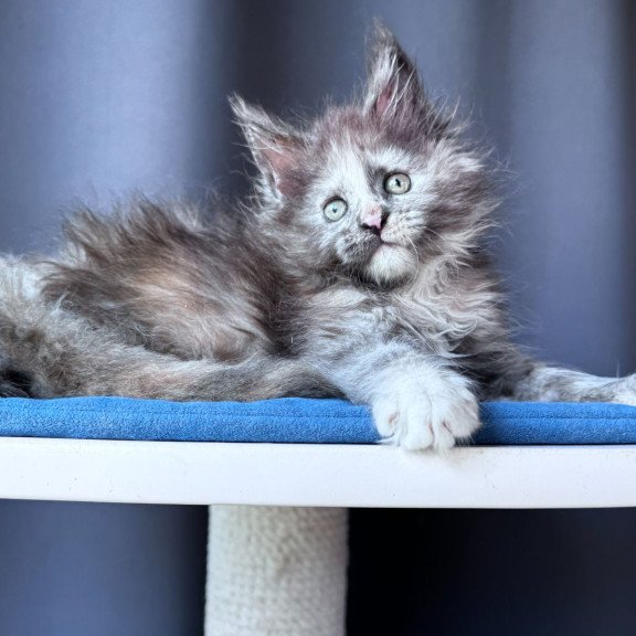 Maine Coon NOV Vanilla Sky