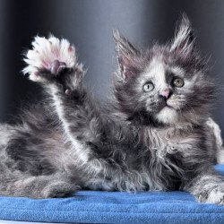 Maine Coon NOV Vanilla Sky
