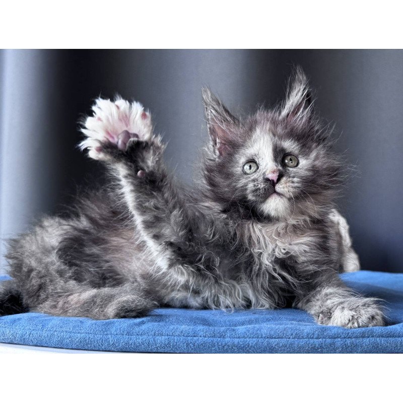 Maine Coon NOV Vanilla Sky