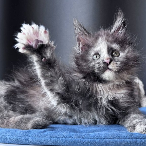 Maine Coon NOV Vanilla Sky