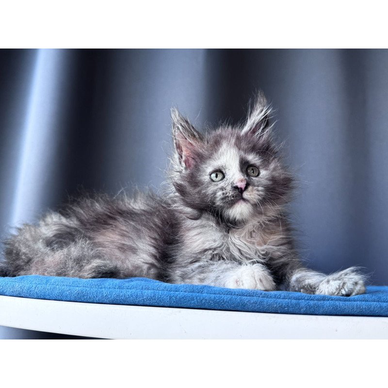 Maine Coon NOV Vanilla Sky