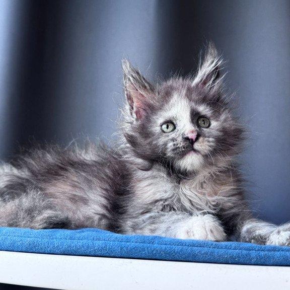 Maine Coon NOV Vanilla Sky