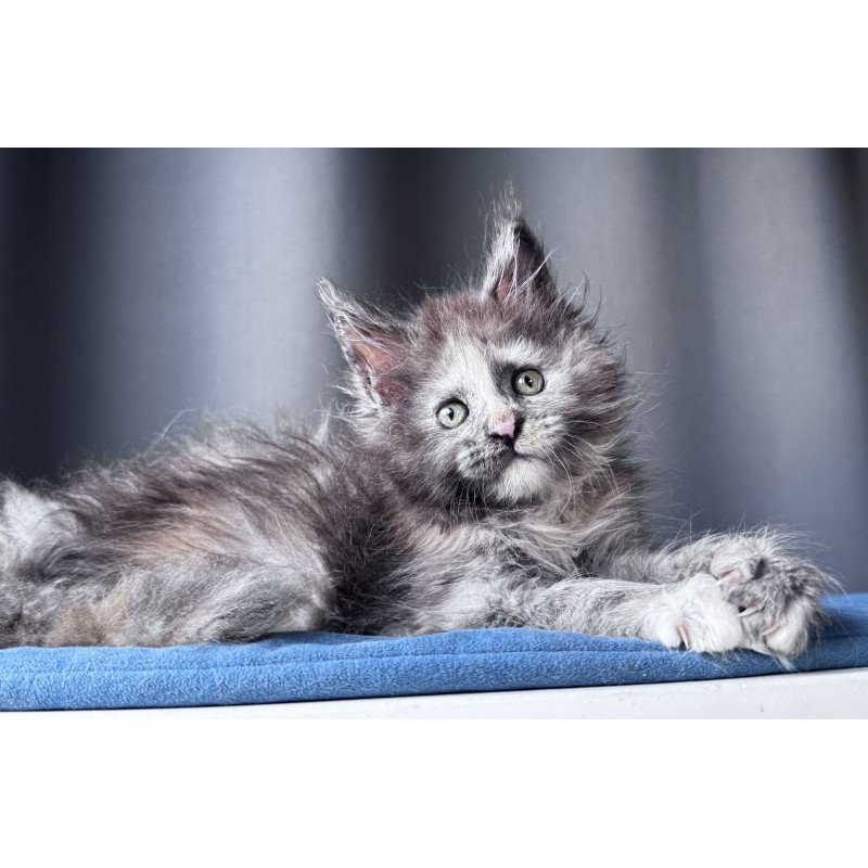 Maine Coon NOV Vanilla Sky