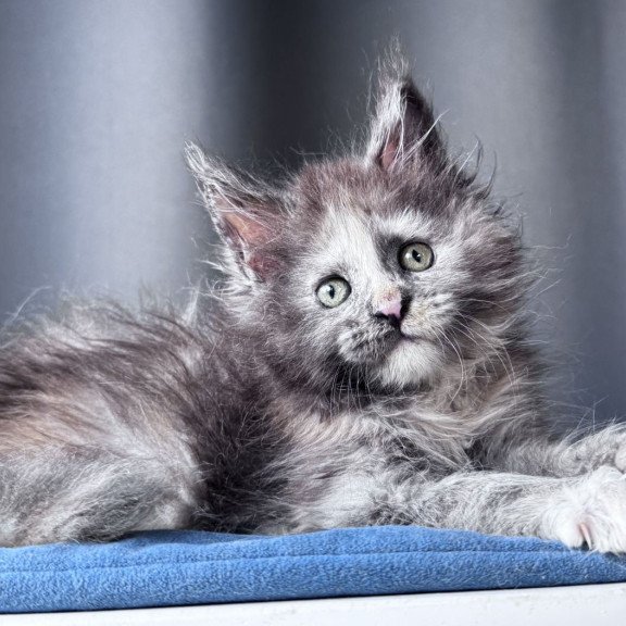 Maine Coon NOV Vanilla Sky
