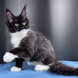 Maine Coon NOV Skyla Leafdance