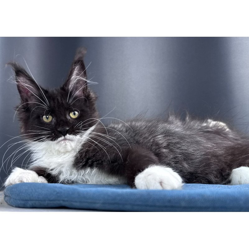 Maine Coon NOV Skyla Leafdance