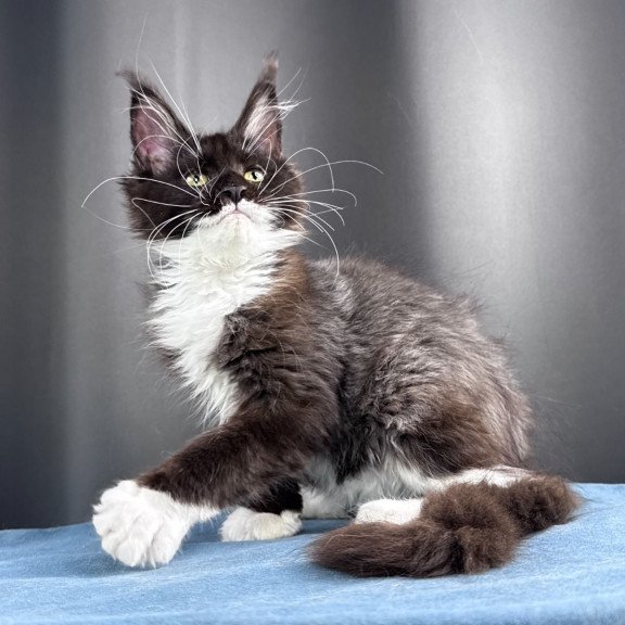 Maine Coon NOV Skyla Leafdance