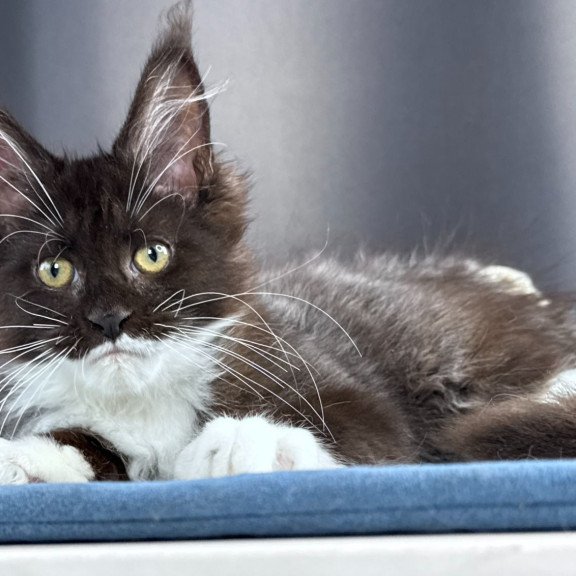 Maine Coon NOV Skyla Leafdance