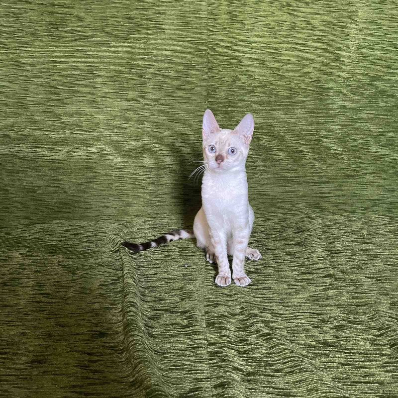 Bengal NOV Jelly