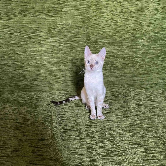 Bengal NOV Jelly