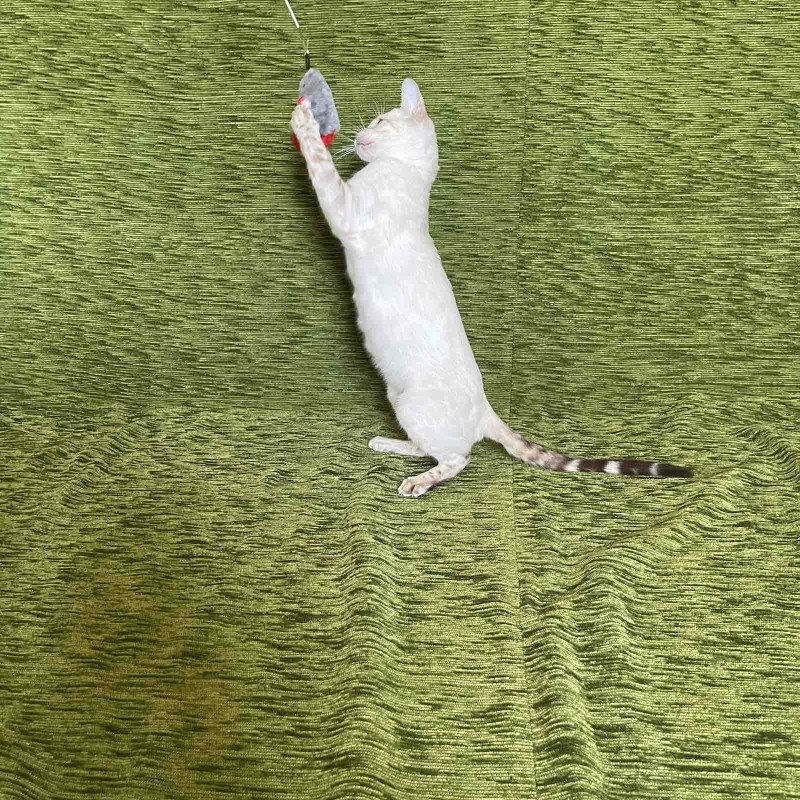 Bengal NOV Jelly