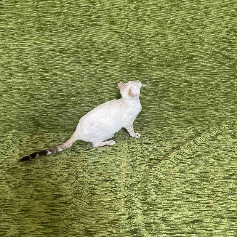 Bengal NOV Jelly