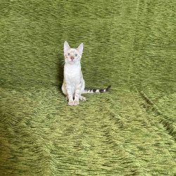 Bengal NOV Jinx