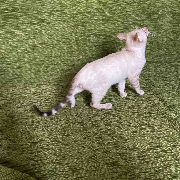 Bengal NOV Jinx