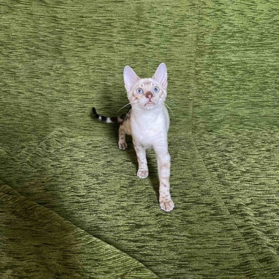 Bengal NOV Jinx