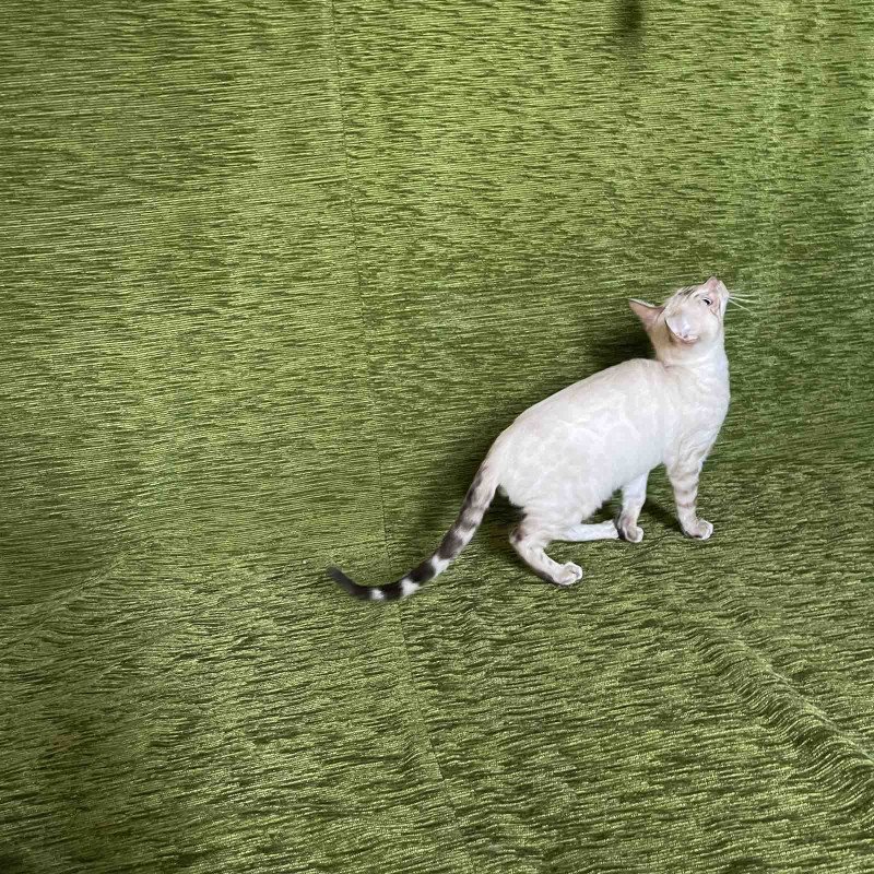Bengal NOV Jinx