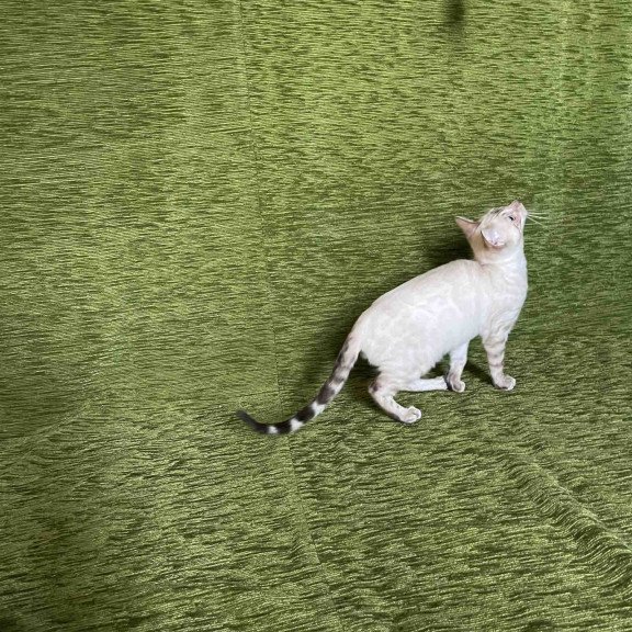 Bengal NOV Jinx