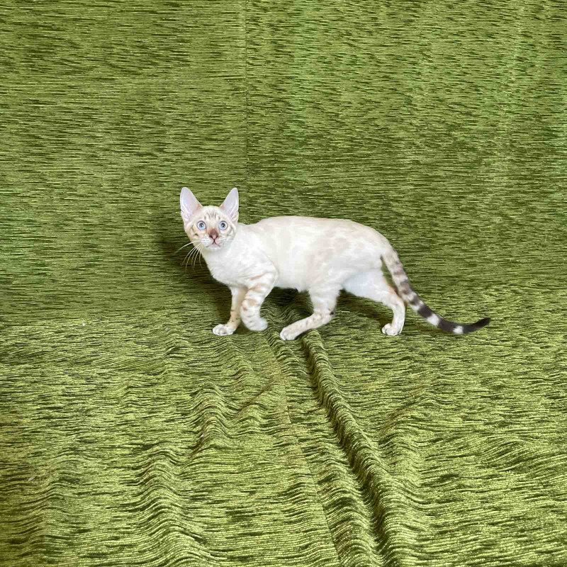 Bengal NOV Jinx