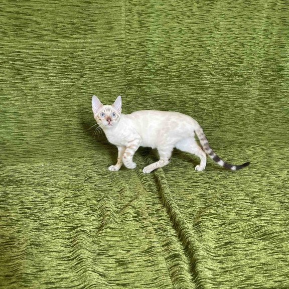 Bengal NOV Jinx