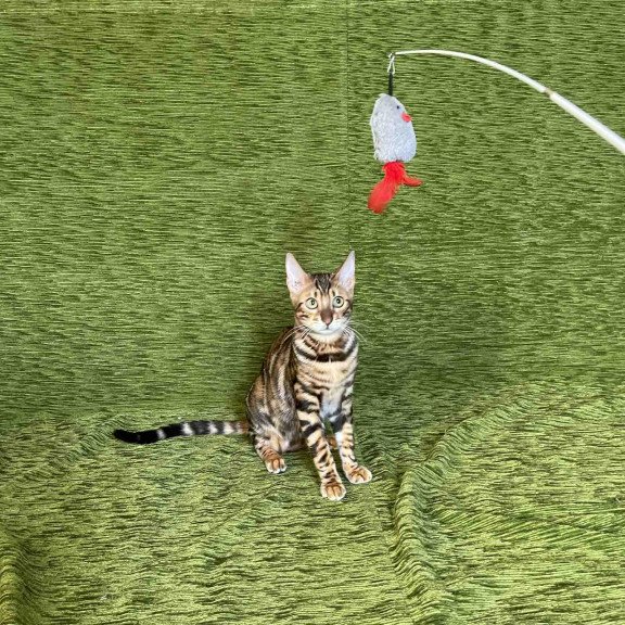 Bengal NOV Joker