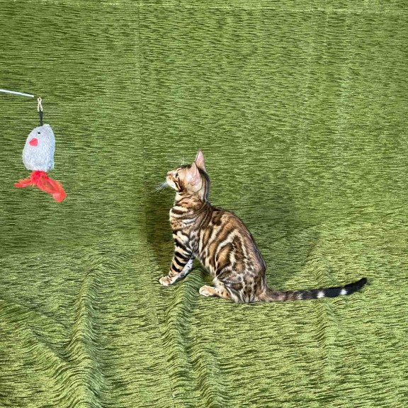 Bengal NOV Joker