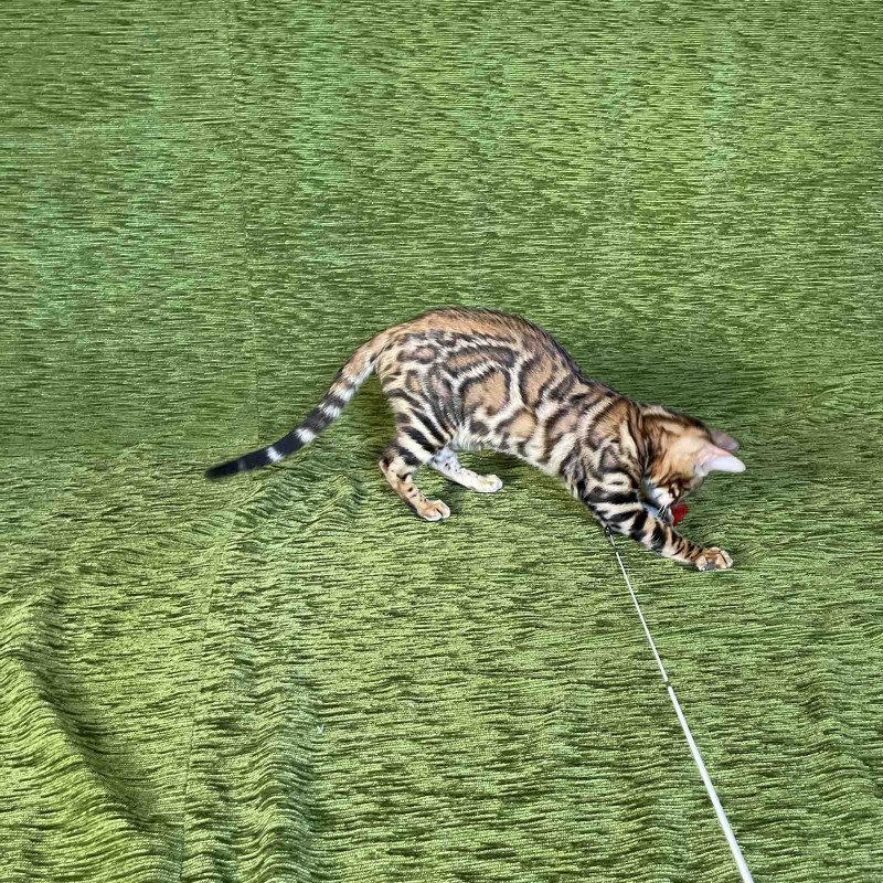 Bengal NOV Joker