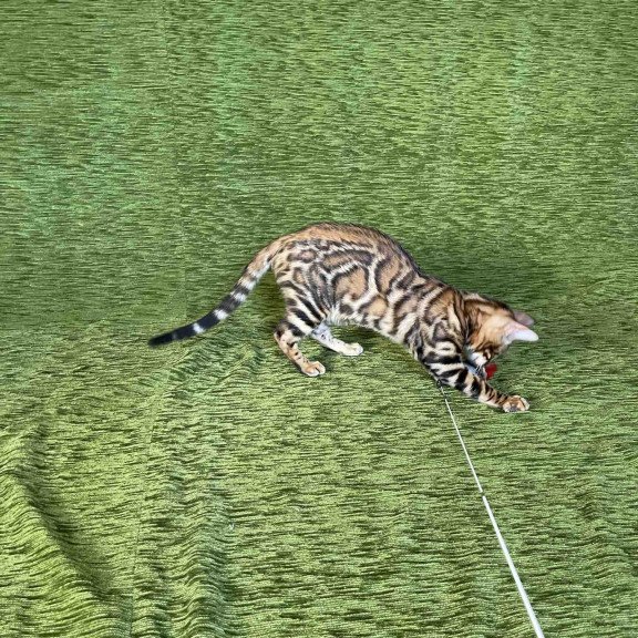 Bengal NOV Joker