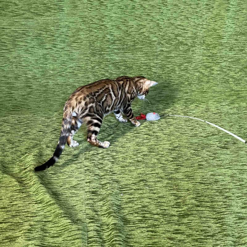 Bengal NOV Joker