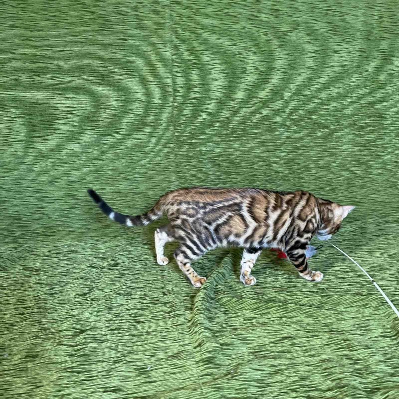 Bengal NOV Joker
