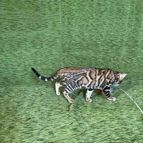 Bengal NOV Joker