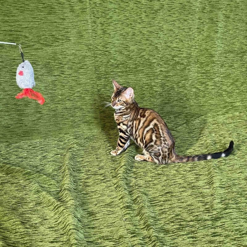 Bengal NOV Joker