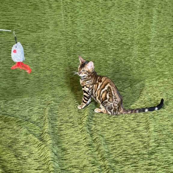 Bengal NOV Joker