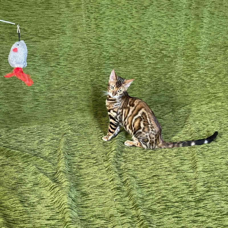 Bengal NOV Joker