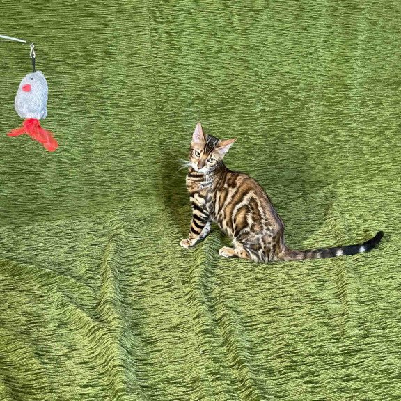 Bengal NOV Joker