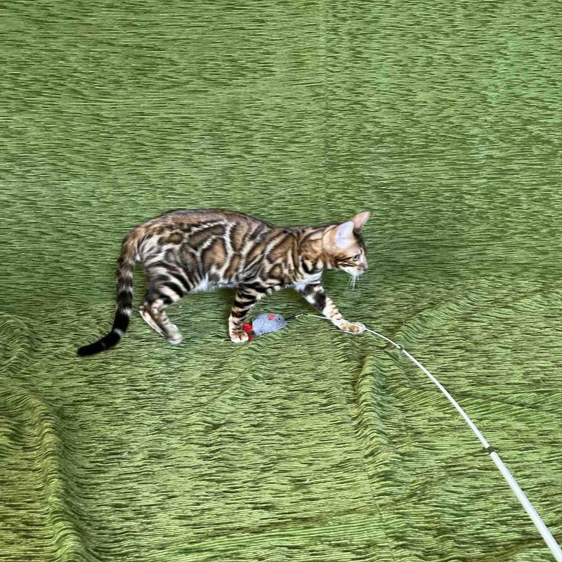 Bengal NOV Joker