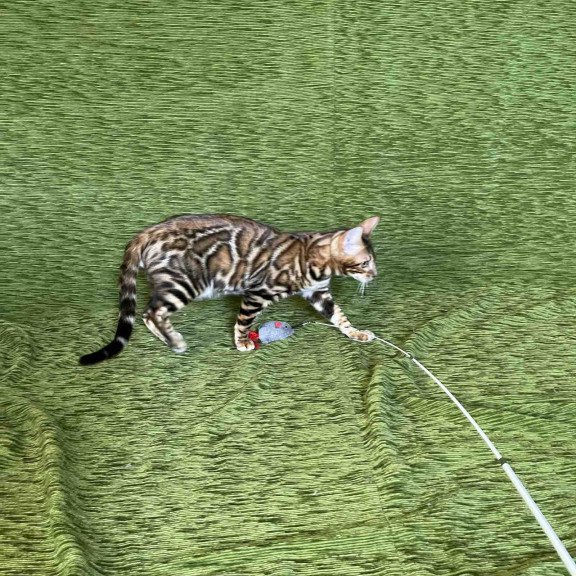 Bengal NOV Joker
