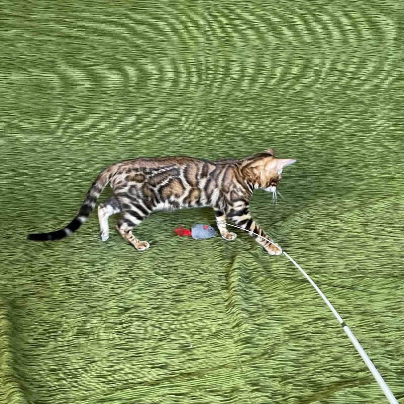 Bengal NOV Joker
