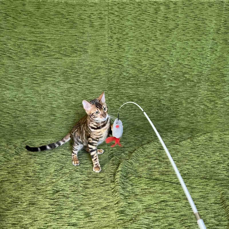 Bengal NOV Joker