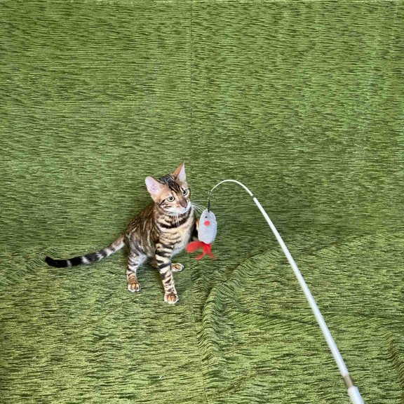 Bengal NOV Joker