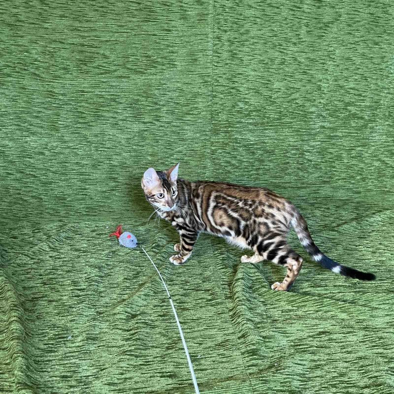 Bengal NOV Joker