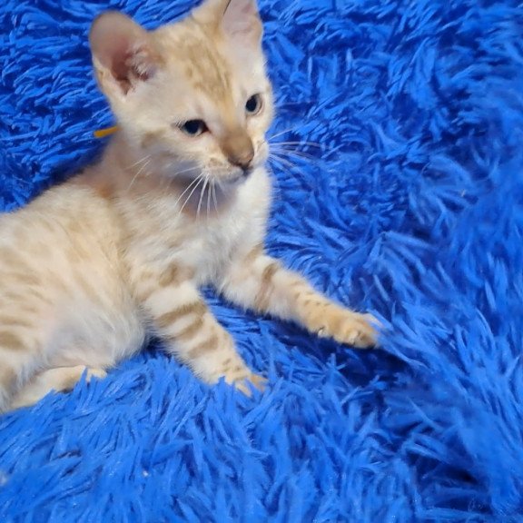 Bengal NOV Kristen